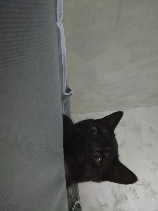 Кот на вязку опытный кот