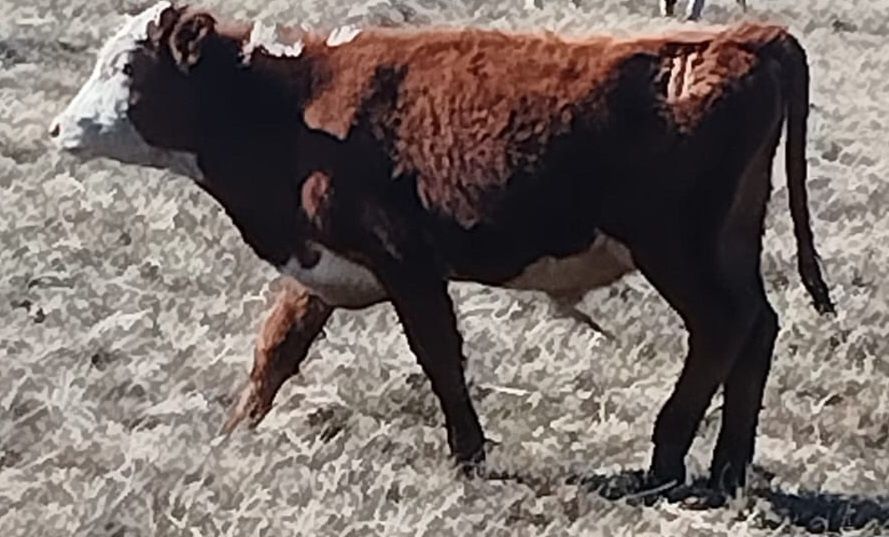 Бұқа сатылады  .