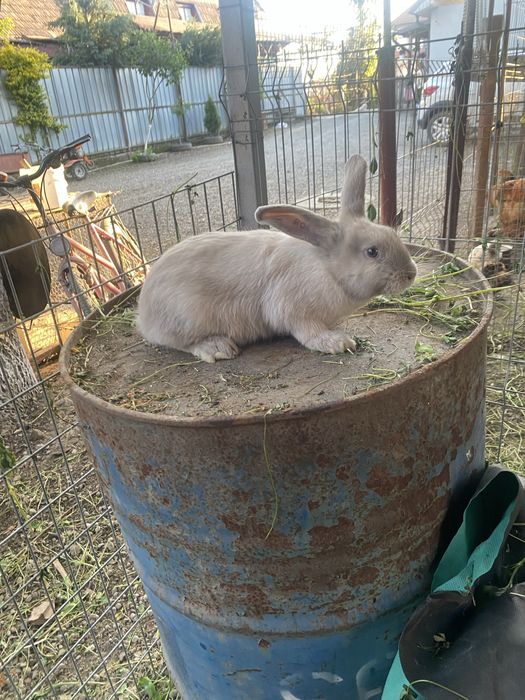 Vand doi masculi si o femela de secuiesc lila