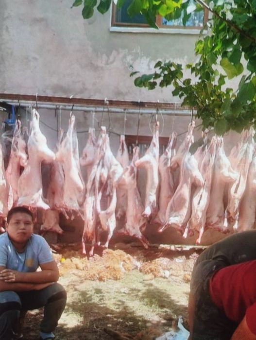 Бараны   Алматы   Кой  баран