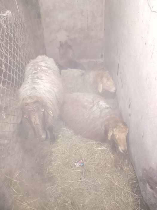 Буаз койлар сатылады