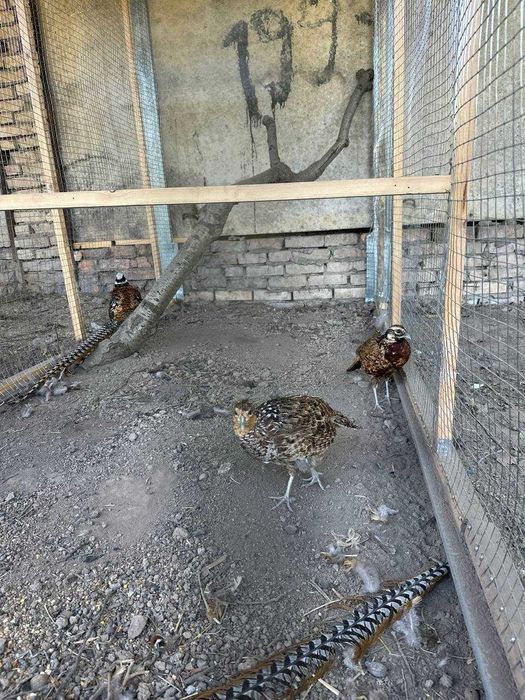 Продам королевский  фазан  пара    Взрослые . самка и самец
