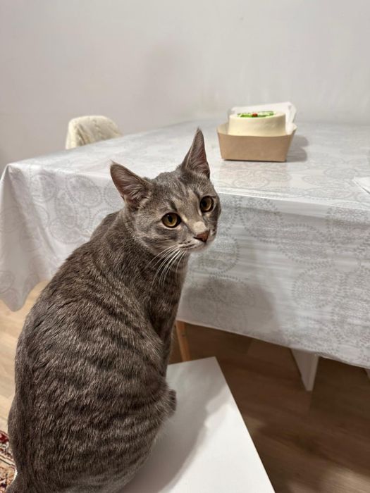 Кошки Мысық тәрбиелі
