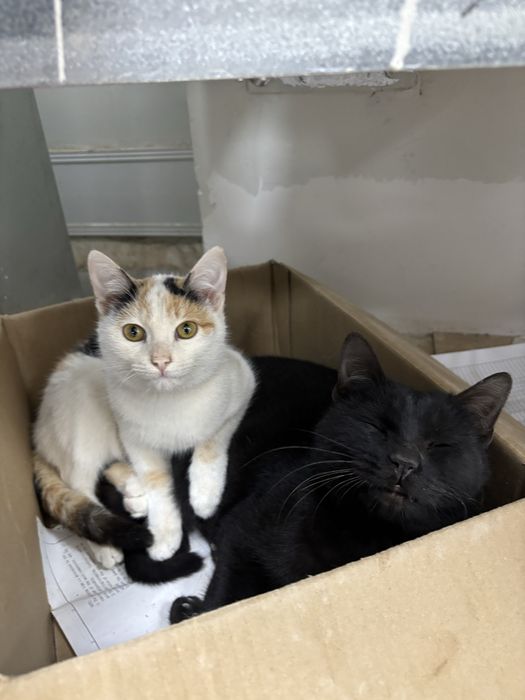 Отдам кошек в ДОБРЫЕ руки!