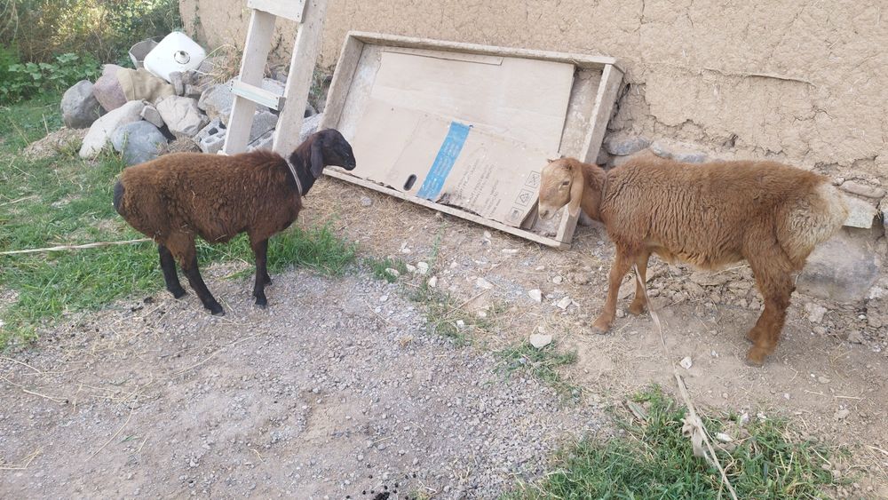 Qochqor qozilar 2 ta