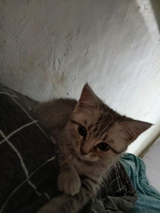 Отдам котенка британец