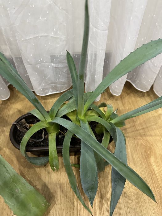 Panta aloe Vera mare