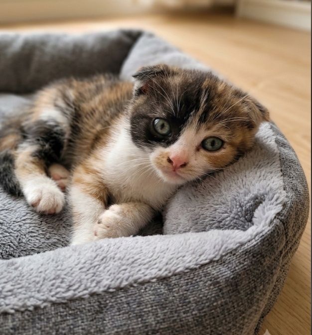 Вислоухие котята