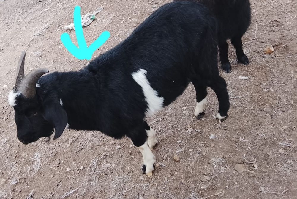 Козы козлы козлята