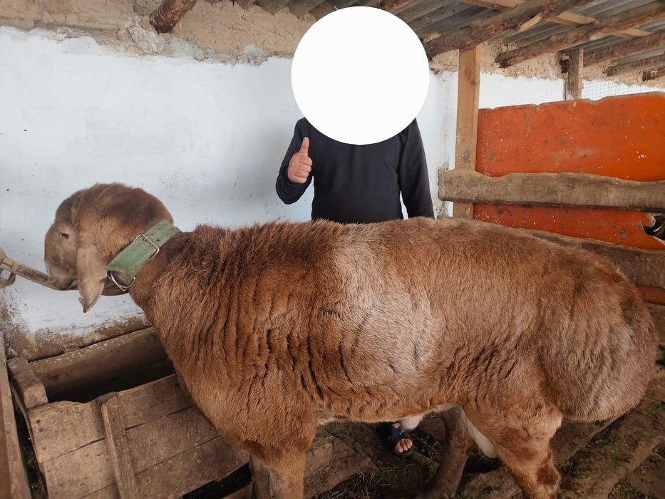 Қошқар тұқымдыққа