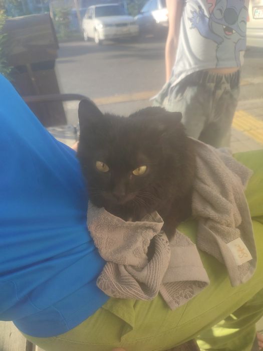 Котенок домашний