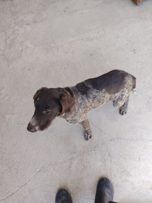 Дратхаар сотилади