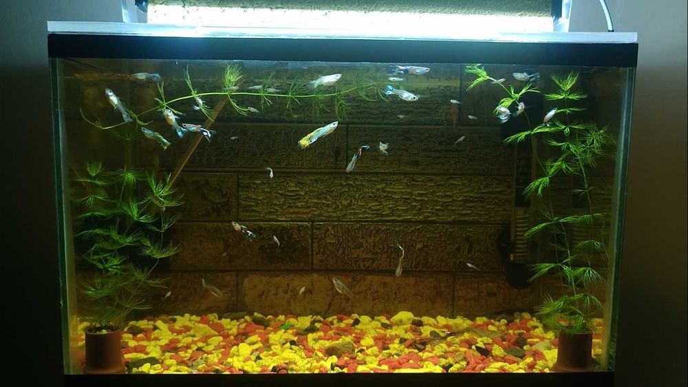 Продам аквариум 20 литров