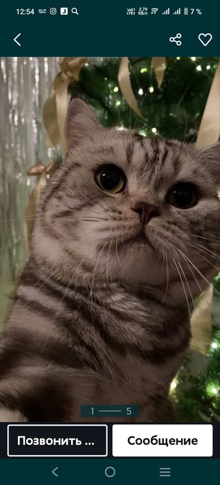 Котята скотиш страйт