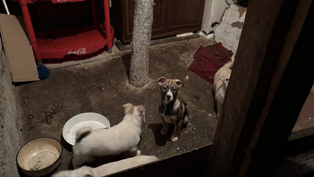 Подаряват се кученца