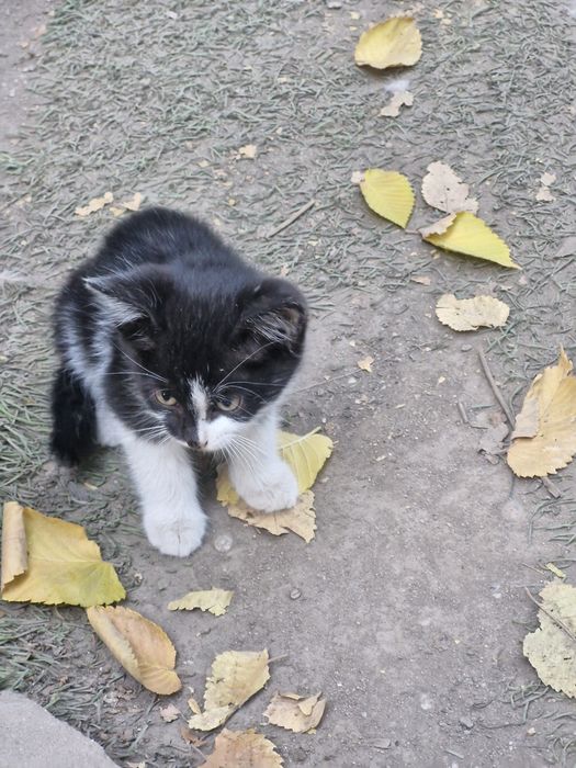 котят бесплатно в добрые руски