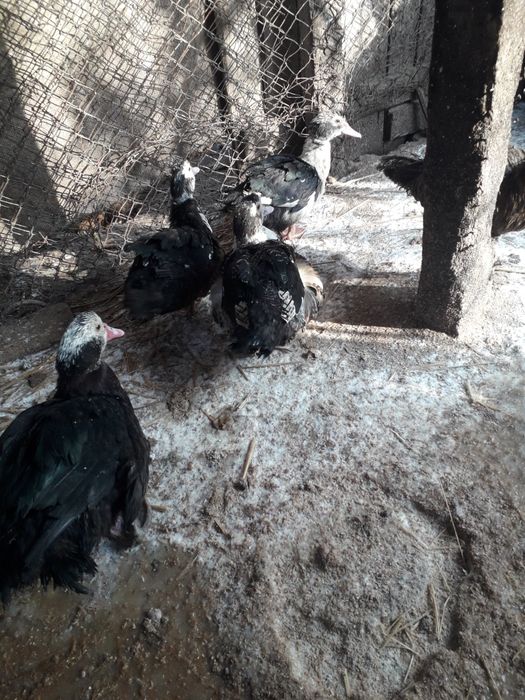 Rate leșești de vânzare ratoi