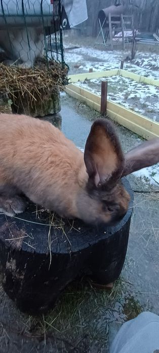 Iepuri metis belgian/fluture