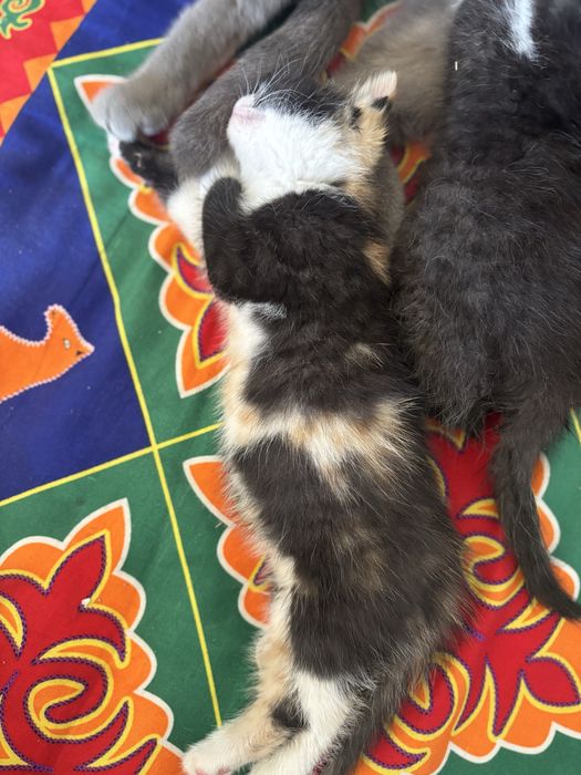 Котята бесплатно