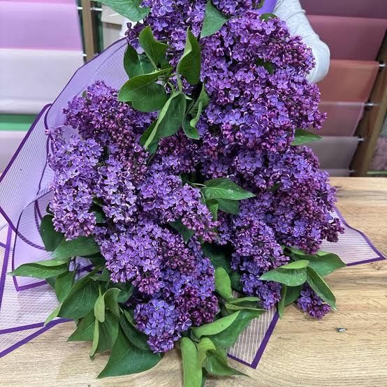 Цветы сирень фиолетовый