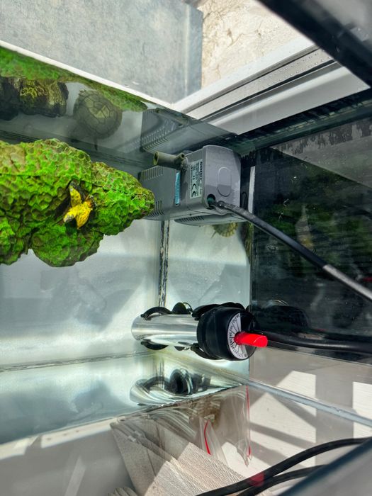 2 черепахи с аквариумом