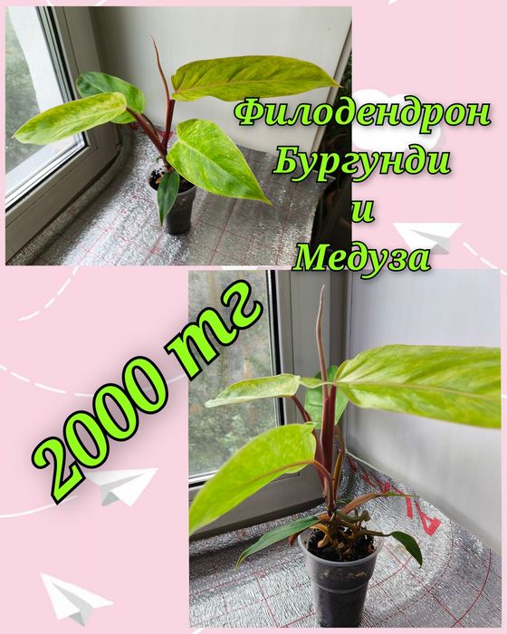 Филодендроны и другие