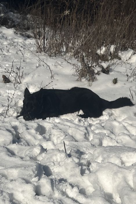 Вео овчарка 3 года