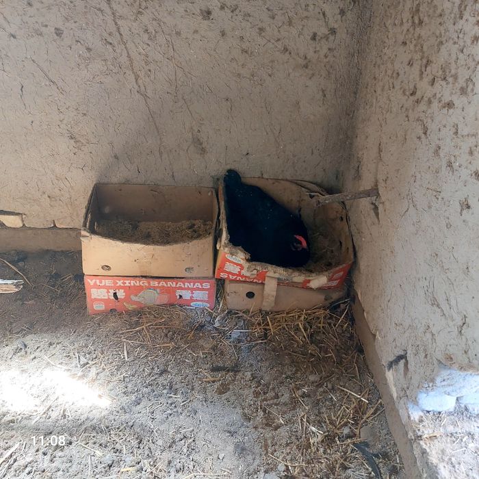 Qora shahzoda  tuxumlari sotiladi.