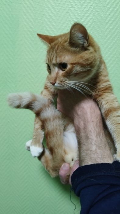 Отдам в добрые руки