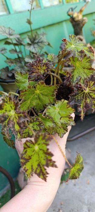 Сингониум,сансевьера, хлорофитум,бегония