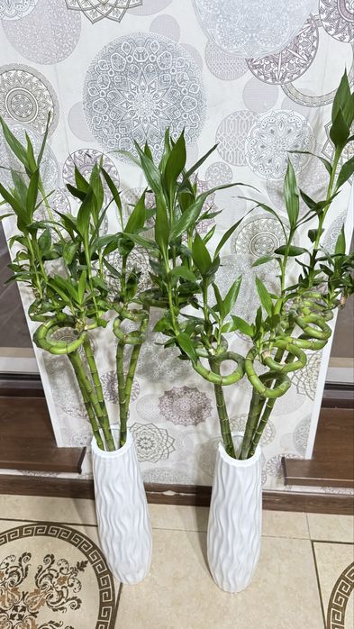 Комнатные расстения, декоративные цветый