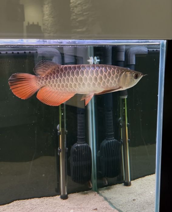 Asian arowana golden crossback