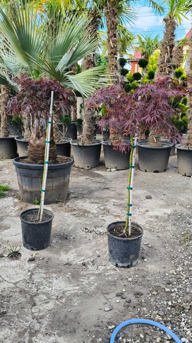 Artar japonez frunzis spectaculos livrare rapida in toata tara