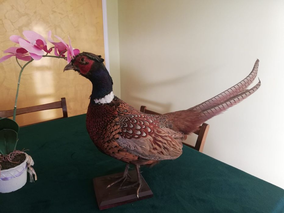 Vând fazan împăiat