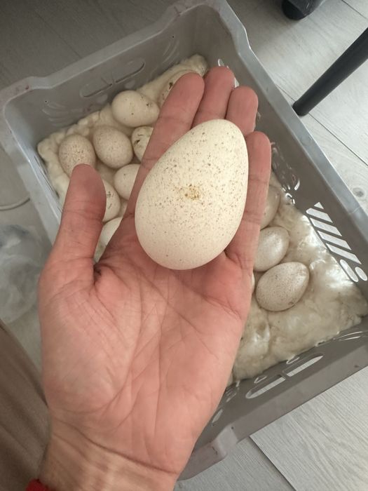 Индюшиный яйцооо