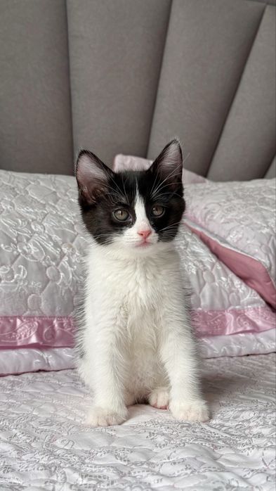 Красивый котенок.