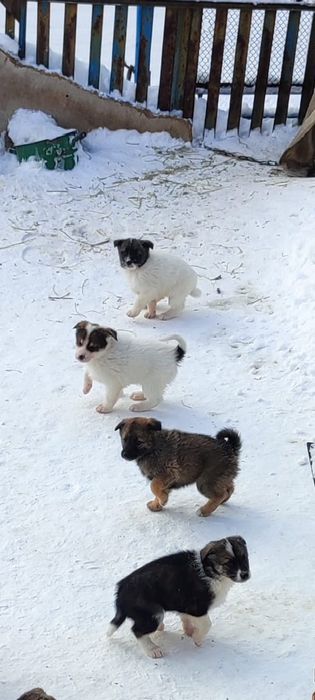 Отдам щенков даром