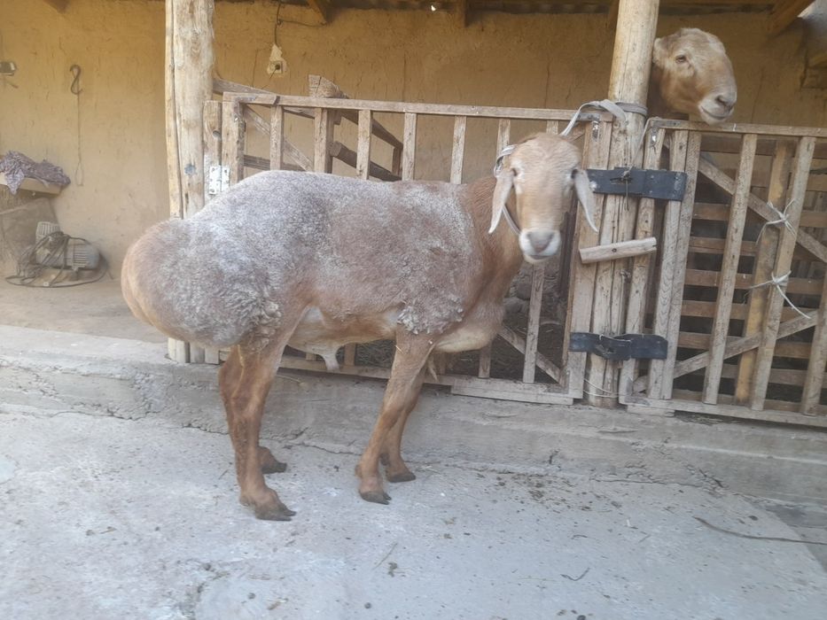 Edilbay qoʻchqorlar sotiladi zot oliwga zur,quloqlari butun qurbonlik