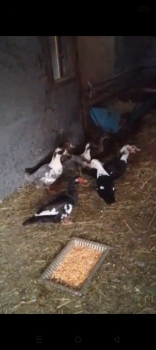 Продам или обмен на козу