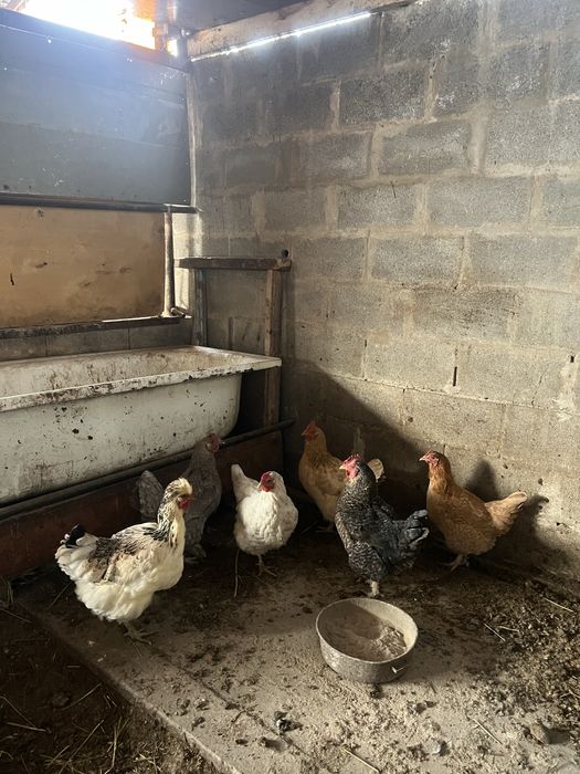 Продам куриц по 5000