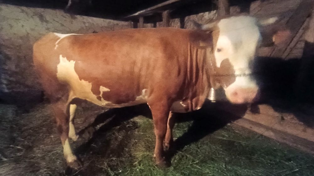 Vând vaca bălțată românească