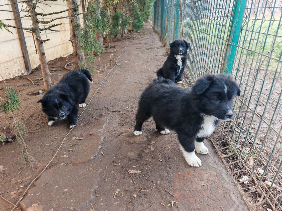 Pui Border Collie 3 luni