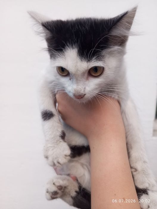 Пристраивается котенок