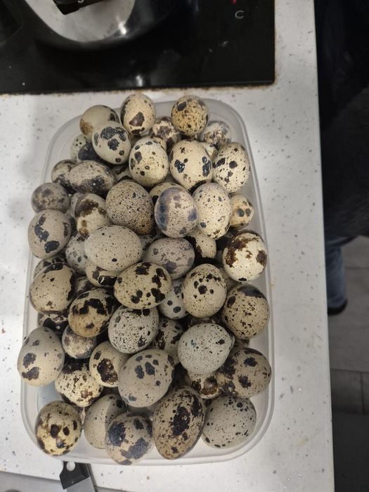 Продавам пресни пъдпъдъчи яйца