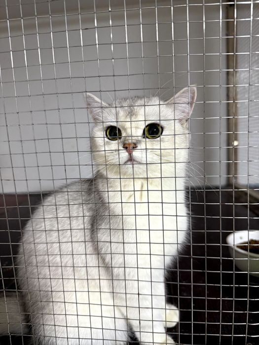 Serebristiy Shinshilla - 1 yosh qiz bola