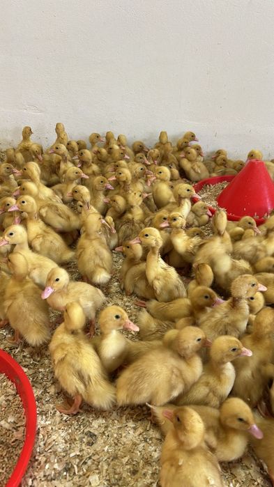 Vand rate pekin pentru carne