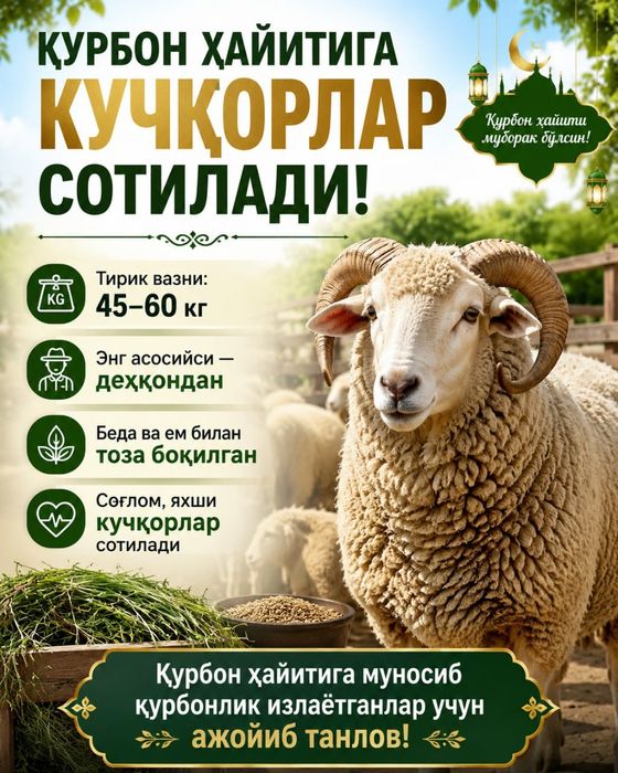 Қурбон ҳайити учун кучқорлар сотилади!