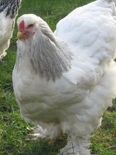 Brama tuxumlari sotiladi