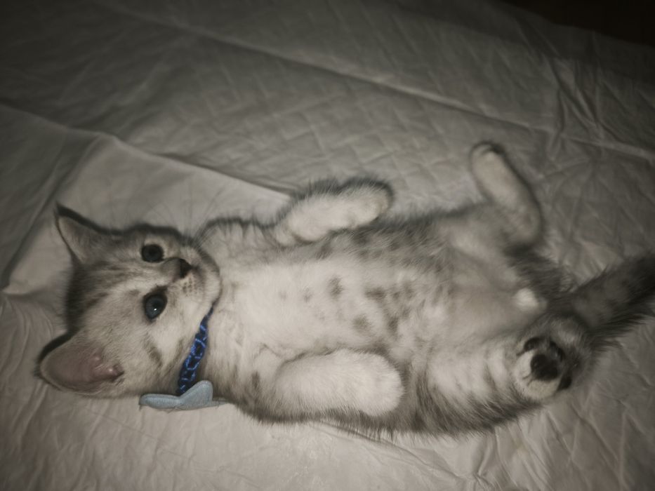 Британский котёнок  милый малыш