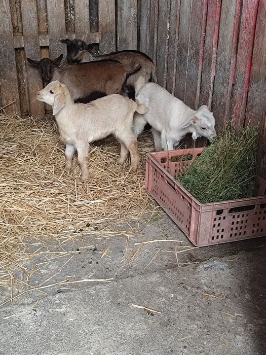 Schimb  3 iede și un tap